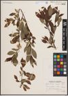 Foto von Salix discolor Muhl.
